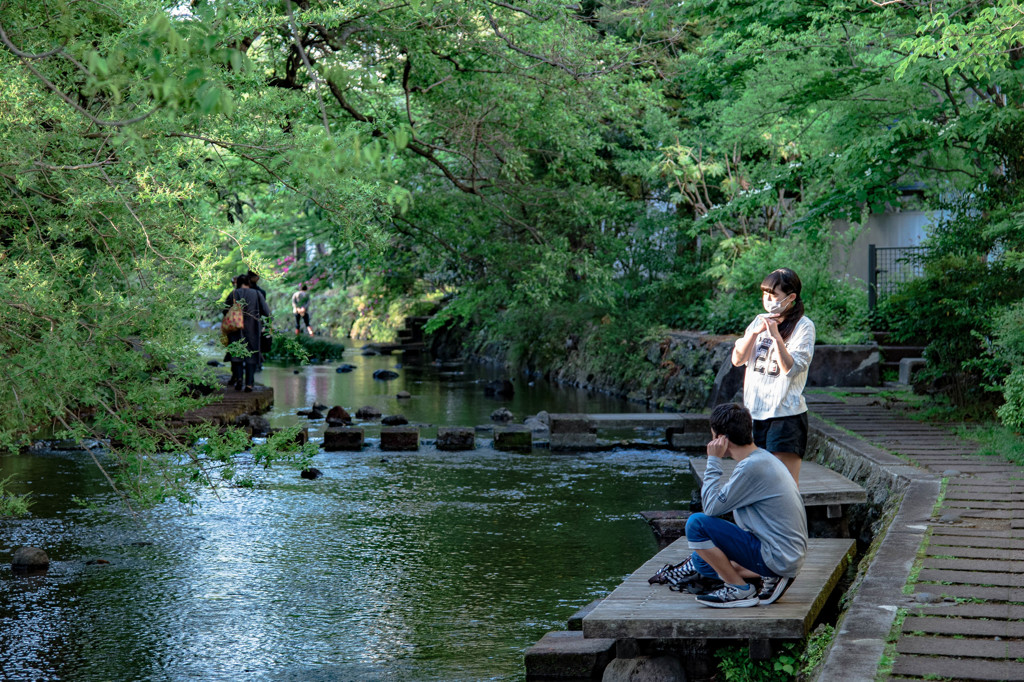 三島 源兵衛川の光景