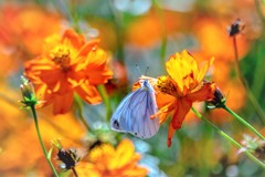 Cosmos sulphureus