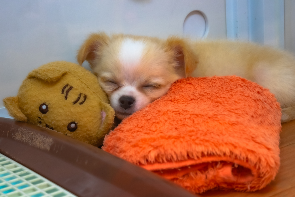 Sweet sleeper