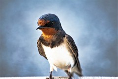 決めポーズの親ツバメ