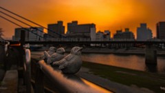 ３匹の雀