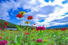 Cheerful Flowers