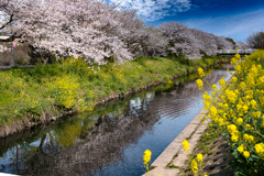 見納めの桜