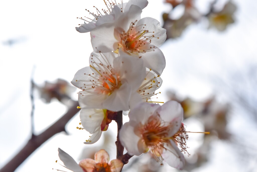 apricot bloom