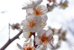 apricot bloom