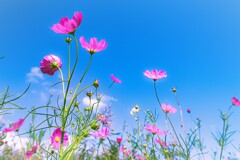秋桜乱舞
