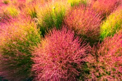 箒草