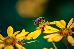 Taste of Honey