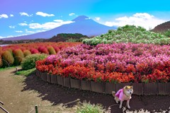 富士とコキアと花畑 with ワンコ