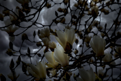Yulan magnolia