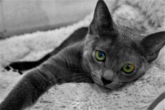 Cat's ♥ Eye