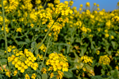 field mustard