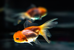 金魚