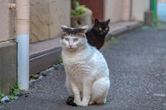 旦那様を待つ
