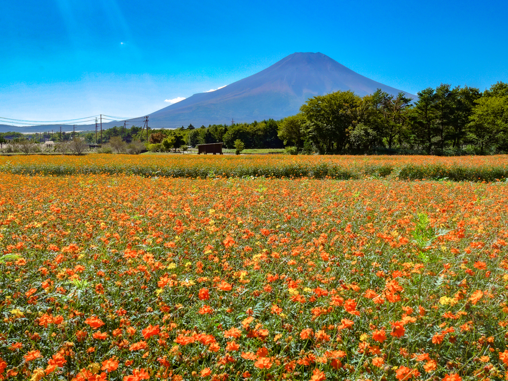 Orange field