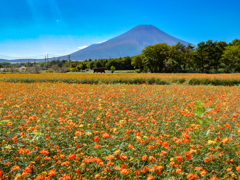 Orange field