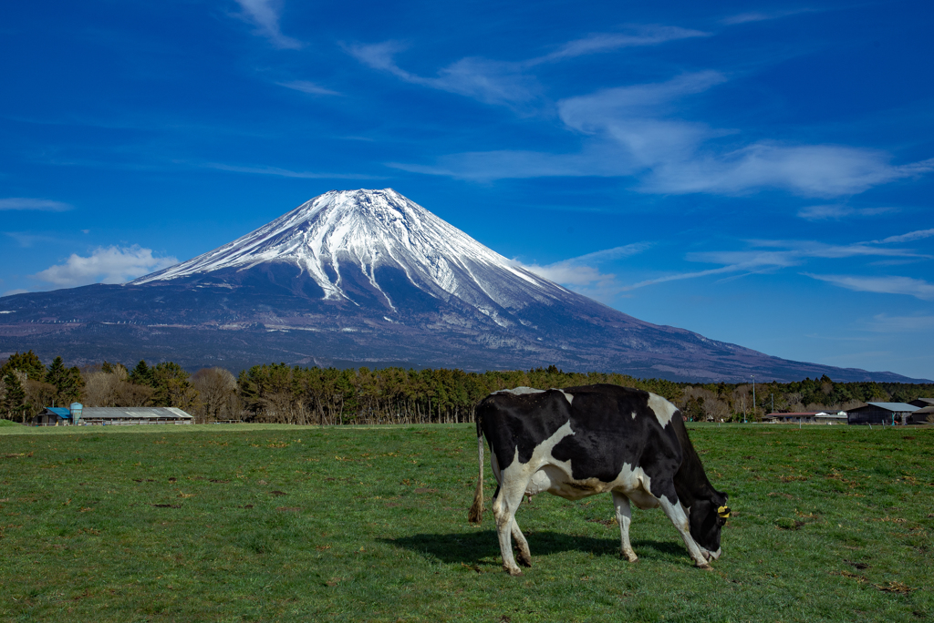 cattle farm