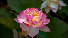 花弁の秘密
