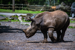 Baby rhinoceros