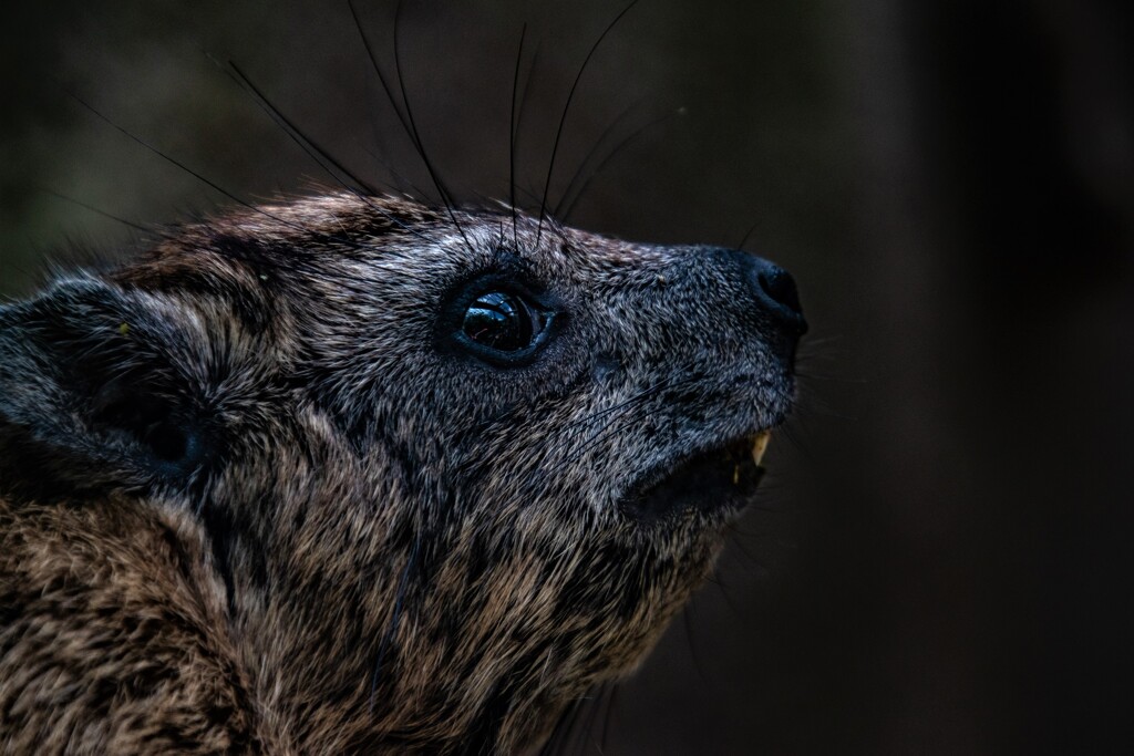 Cape Hyrax