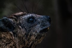 Cape Hyrax