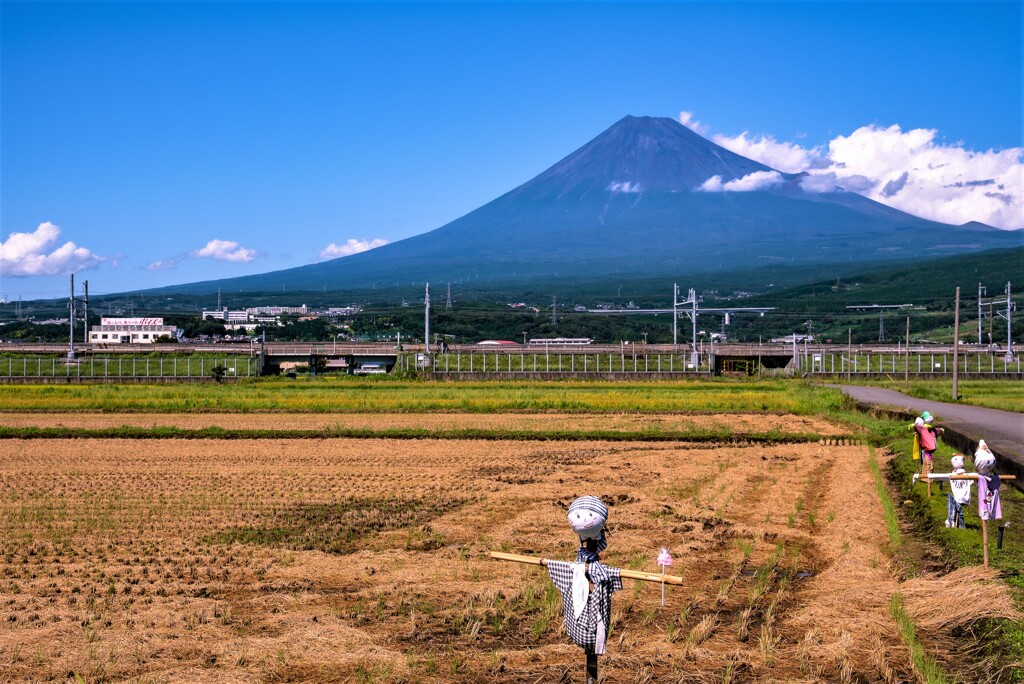お役御免の案山子