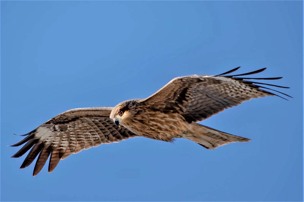 Bird Eye