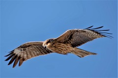 Bird Eye