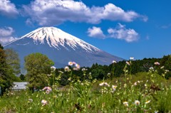 初夏の高原
