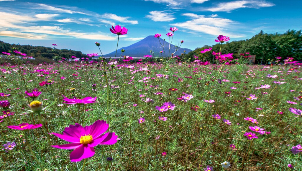 秋桜ＨＤＲ