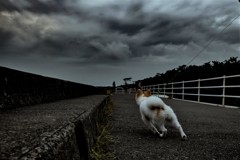 雨が来るぞ！