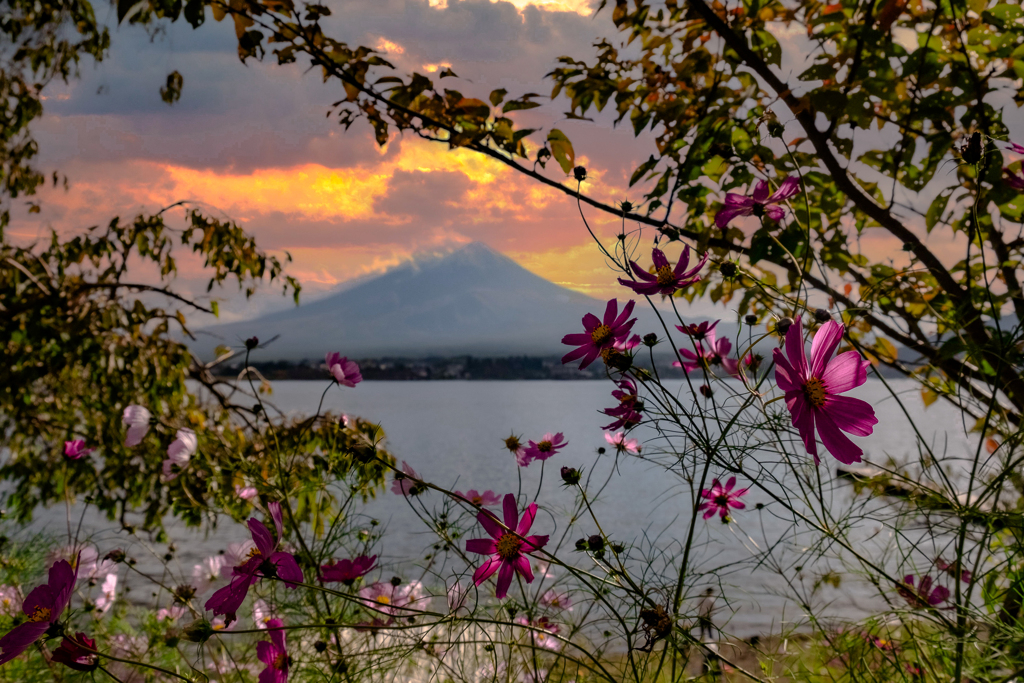 cosmos lake