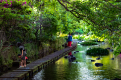新緑の清流