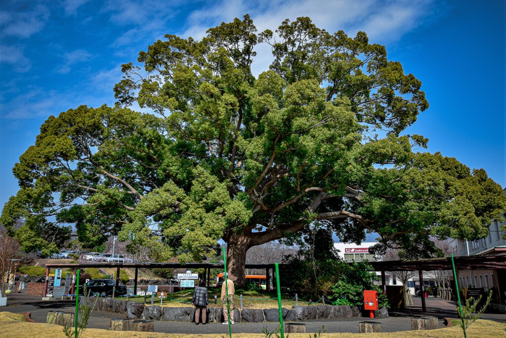 この木何の樹気になる木