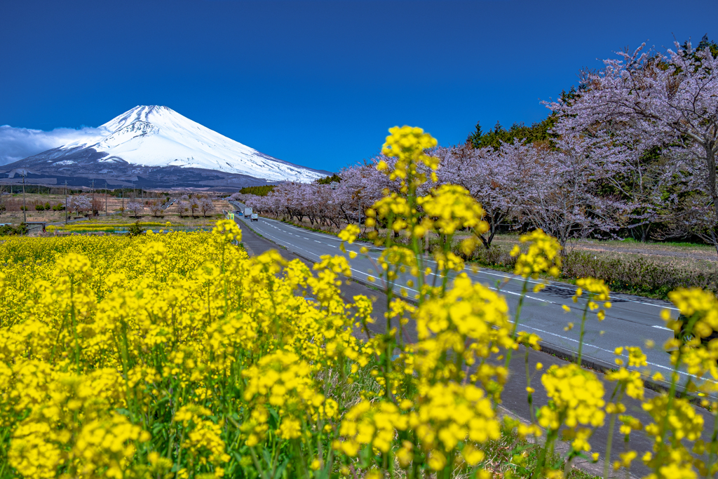 Spring view