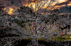 Glass tree