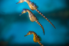 Seahorse