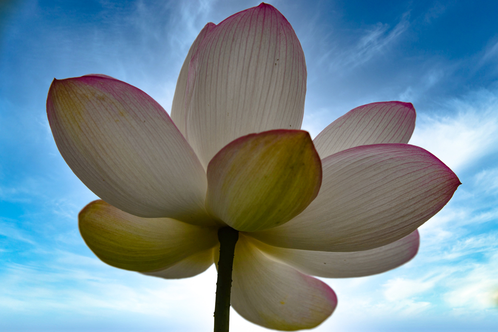 極楽の花
