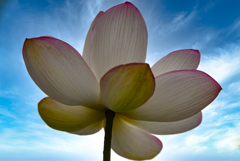極楽の花