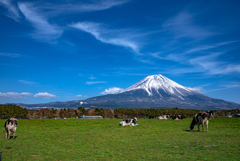 dairy cattle