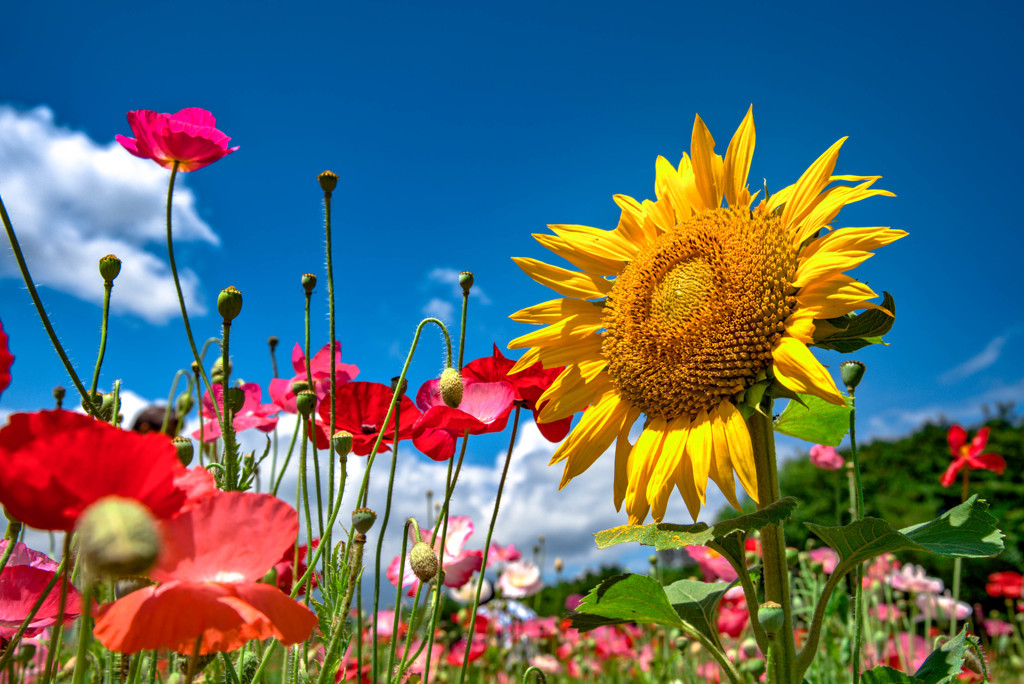 ヒナゲシと太陽の花