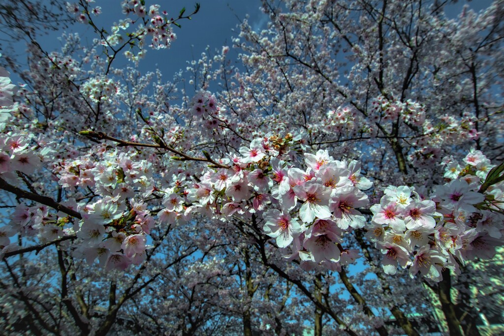風花