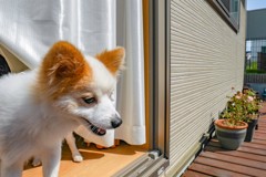 出ておいで！