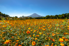 orange field