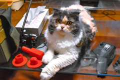 君の瞳はＨＴボルト