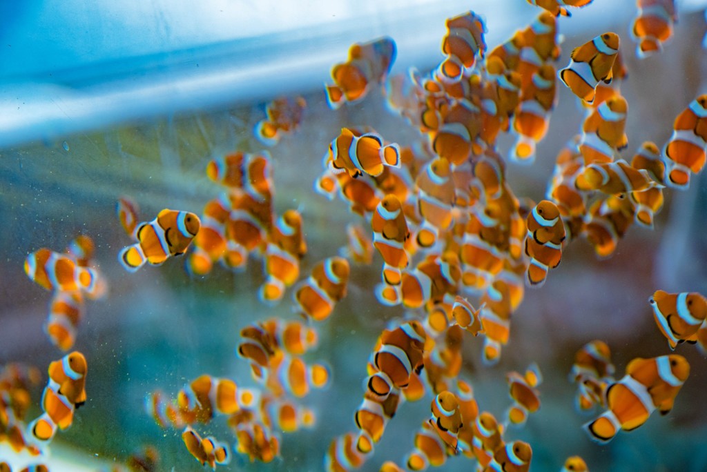 水槽のニモ達