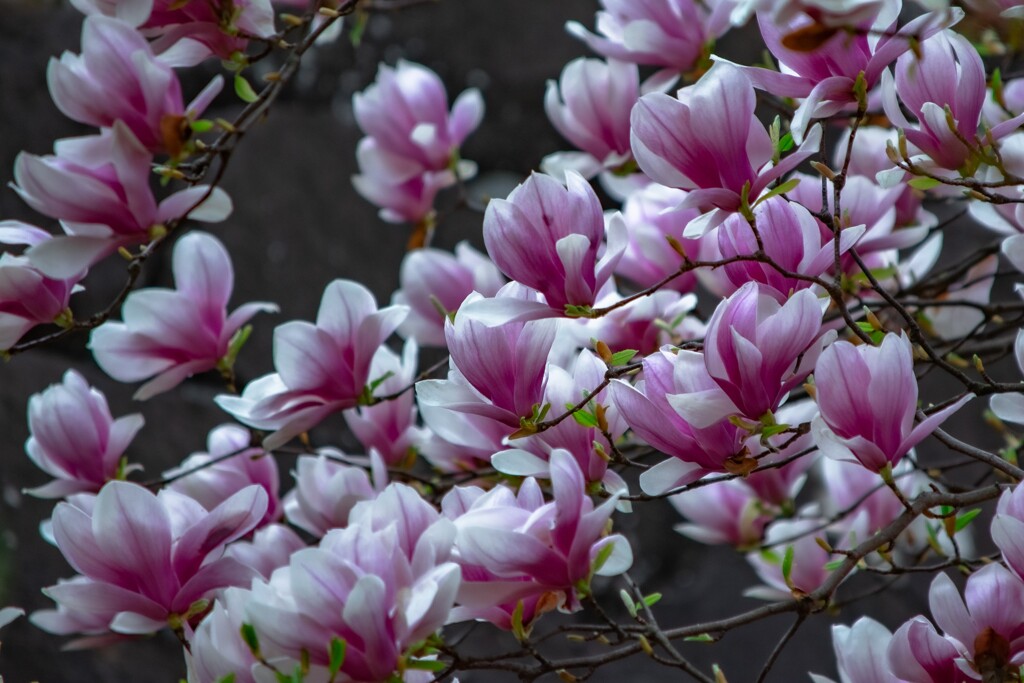 Magnolia liliiflora