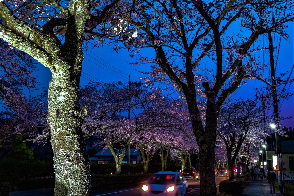 桜並木