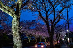 桜並木