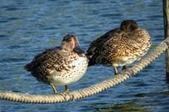 水鳥の休息
